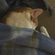 Illustration for article titled Sleepy Kitty: My Cat Is Sleeping Near My Lap and Too Cute to Move edition